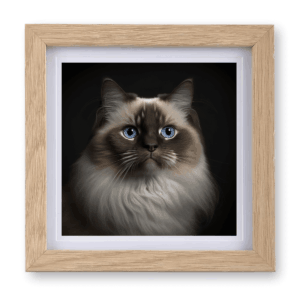 Ragdoll