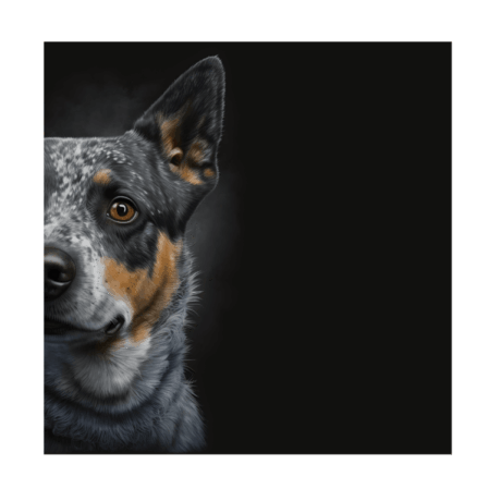 Blue Heeler v1