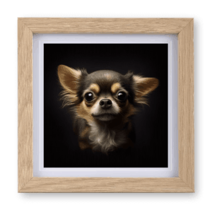 Chihuahua v2