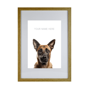 Belgian Malinois