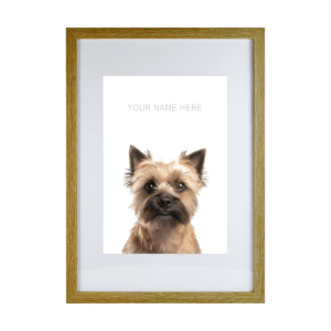 Cairn Terrier