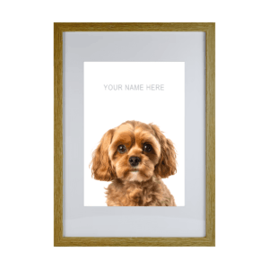 Cavapoo v2