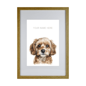 Cavoodle / Cavapoo
