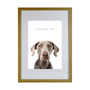 Weimaraner
